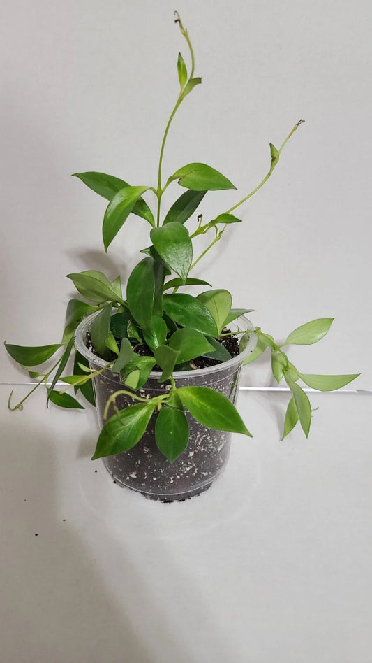 Lipstick Plant in 5 Inch Pot, Aeschynanthus, Beautiful Indoor Houseplant, Vibrant Green Foliage