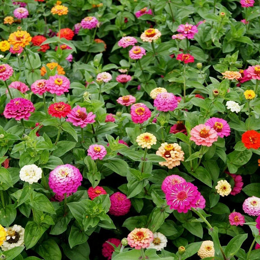 Zinnia Seeds Pumila Mix, Cut and Come Again, Variety Size Packets, Zinnia elegans