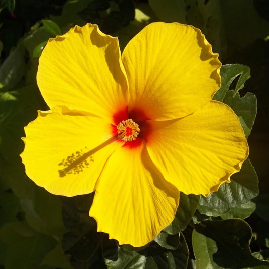 TEQUILA Hardy Hibiscus Plant - Yellow Flowering Hibiscus - 8 to 12 In - Hibiscus rosa-sinensis