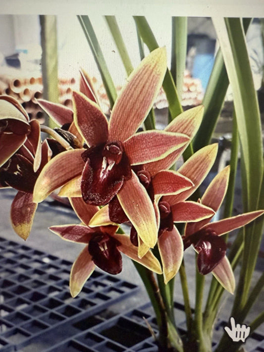 Orchid Plant 1 Bulb Aussie Dreamtime Bare Root Cymbidium Orchid (Cymbidium)