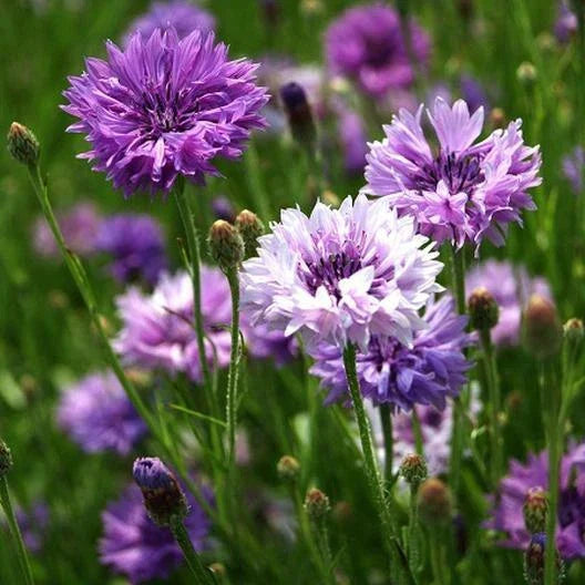 Cornflower Seeds 200 Count Mauve Heirloom Non-GMO Flowers Centaurea cyanus