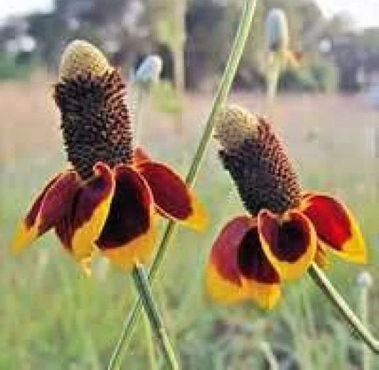 Mexican Hat Flower Seeds - 100 Fresh Seeds - Ratibida columnifera - Free USA Shipping