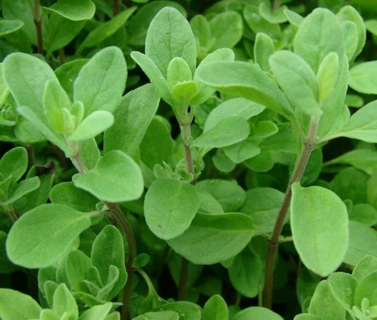 Sweet Marjoram Seeds 2000+ Non-GMO Herb Garden Annual Aroma Origanum majorana