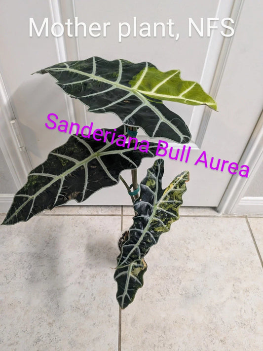 Variegated Alocasia Sanderiana Bull - Aurea - 1x Corm - Rare Houseplant for Collectors