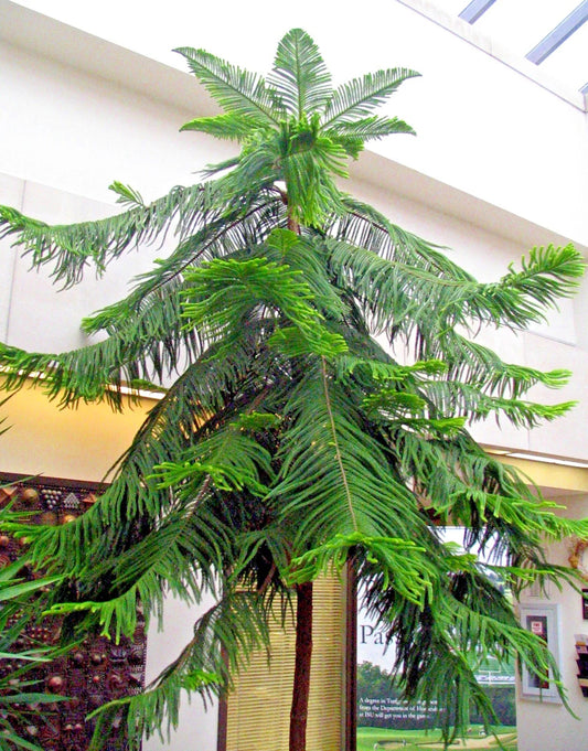 Norfolk Island Pine Seeds, Araucaria excelsa, Indoor Christmas Tree, Houseplant Seeds for Holiday Decor