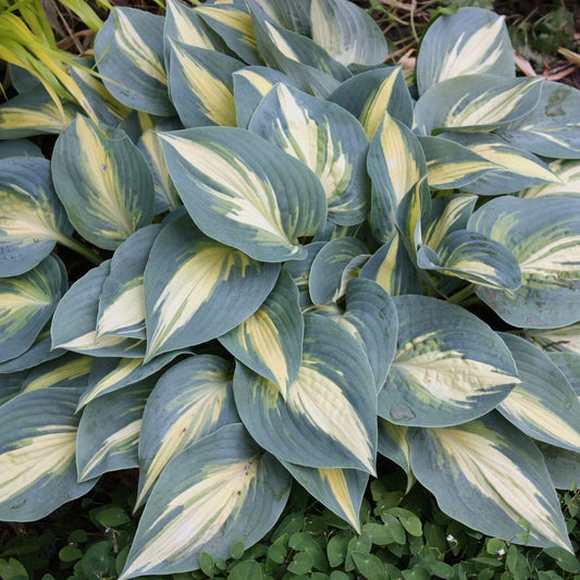 Hosta High Society 5.25" Pot Well Rooted Perennial Shade Plant, June Sport, Ideal for Gardens, Hosta 'High Society'