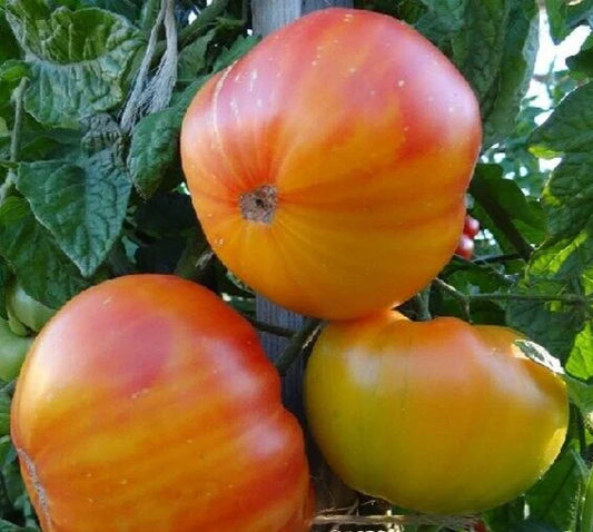 Pineapple Tomato Seeds 50+ Indeterminate Heirloom Vegetable Seeds Solanum lycopersicum