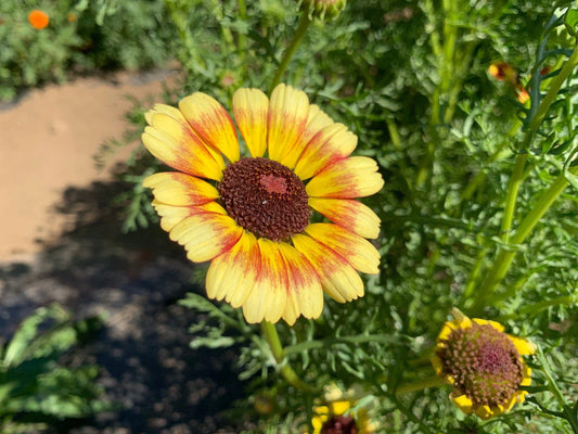 Yellow Red Painted Daisy Seeds - 200+ Non-GMO Garden Seeds - Leucanthemum superbum - USA Grown, Free Shipping