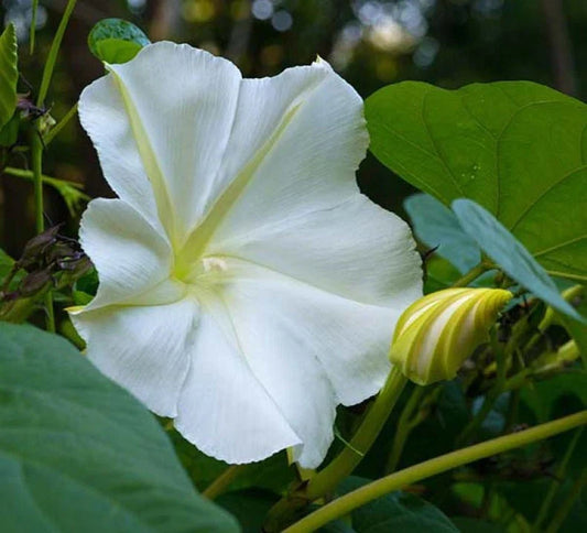 White Morning Glory Seeds, Moonflower Vine, Various Sizes, Ipomoea alba, Fast Growing, Garden Plant, FREE SHIPPING