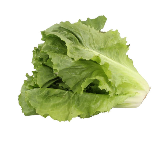 Sugar Loaf Endive Seeds - Non-GMO Heirloom Variety for Urban Gardening - Cichorium endivia