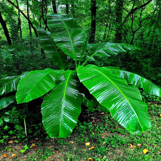 Dwarf Cavendish Banana Tree Seeds - 10 Pack - Musa acuminata - Hardy Tropical Fruit Plant
