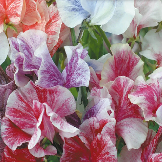 Streamer Mix Sweet Pea Seeds | Heirloom Flower Seeds | Lathyrus odoratus | Non-GMO, Organic, Free Shipping
