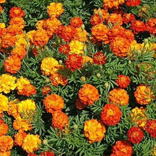 Marigold Seeds 1,200 Count Multi Colored Flowers Tagetes erecta