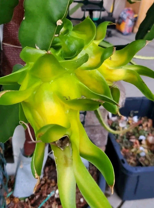 Rooted Israeli Yellow Dragon Fruit Cutting - 1 Cutting 8-10 Inch - Pitaya (Hylocereus megalanthus)