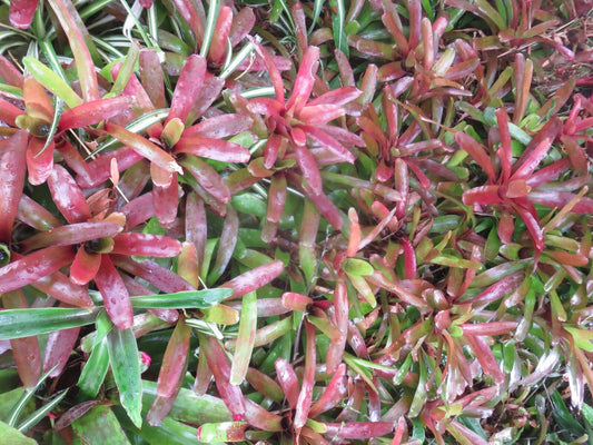 Neoregelia Bromeliad Fireball - 2 Plants, Tropical Indoor Plants, Colorful Houseplants, Neoregelia spp.