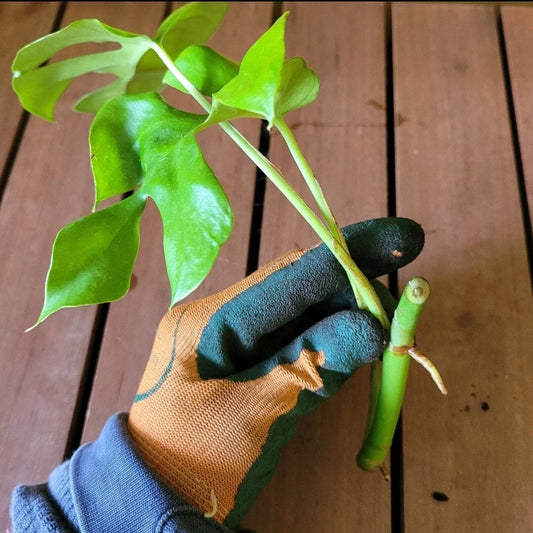 Monstera Minima Rooted Cutting, Live Indoor Plant, Air-Purifying Houseplant, Monstera adansonii
