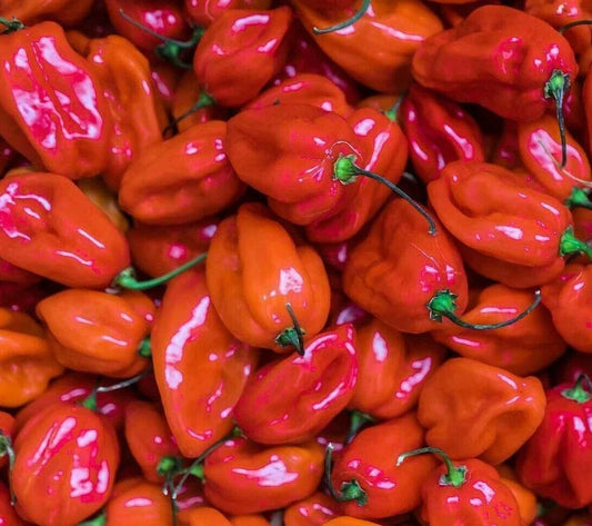 Red Scotch Bonnet Hot Pepper Seeds - 30+ Spicy Caribbean Variety - Capsicum chinense - Free Shipping