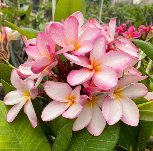 Rooted Plumeria Plant Cutting 13" Maui Breeze with 3 Tips (Plumeria spp.)