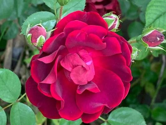 Red Rose Cuttings - 5 Pack - Ready to Plant and Root - Rosa spp.