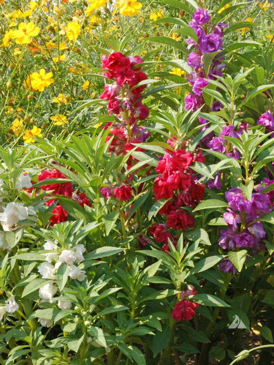 Balsam Seeds 1 Ounce Touch Me Not Flowered Mix Impatiens Balsamina