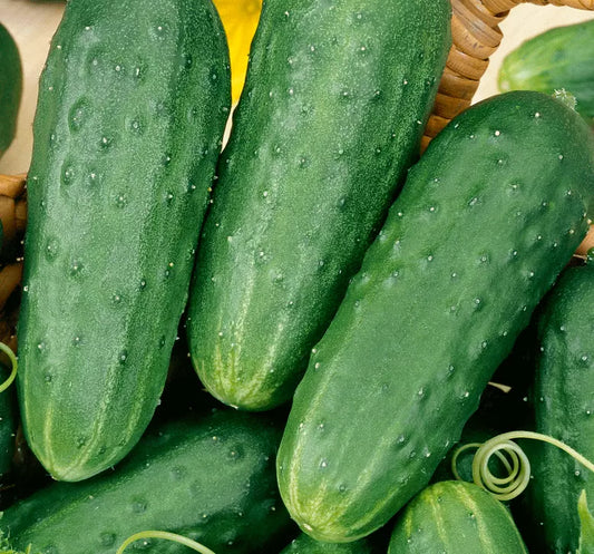 Cucumber Seeds for Pickling - 50+ Seeds - Homemade Pickles - Cucumis sativus - Vegetable Garden