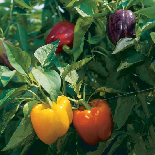 Rainbow Bell Pepper Seeds - Non-GMO - Capsicum annuum - Various Sizes - Vegetable Gardening - Heirloom Seed Collection