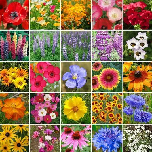 Wildflower Mix 1000 Seeds Southwest Regional 25 Species with Perennials Non-GMO