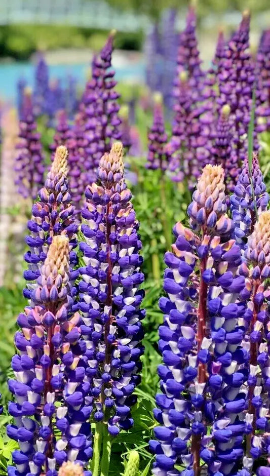 Tall Blue and White Lupine Seeds, 50 Pack, Easy to Grow Perennial, Non-GMO, USA Grown, Lupinus polyphyllus