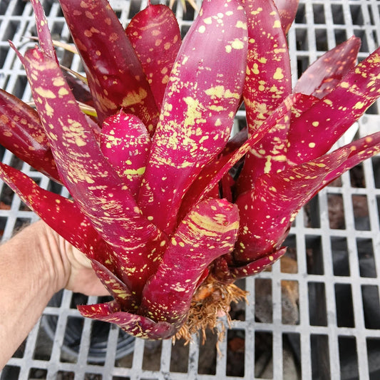 Large Pup Bromeliad Plant - Red Neoregelia Burgundy - Bare Root Plant