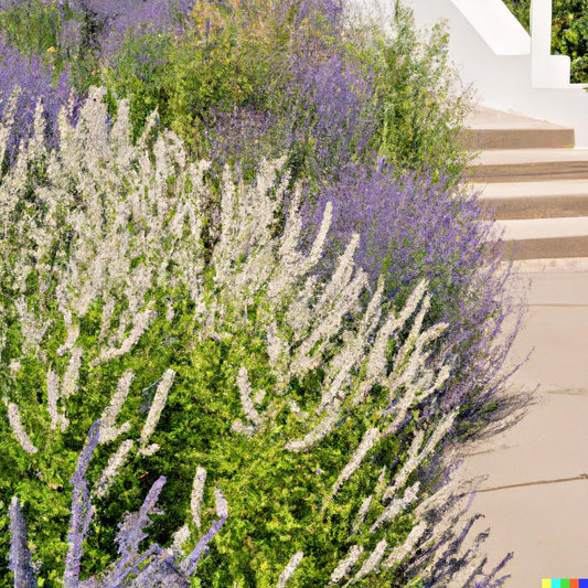Munz's Sage Seeds - 20 Pack | California Native Landscaping Plant (Salvia munzii) for Rock Gardens and Borders