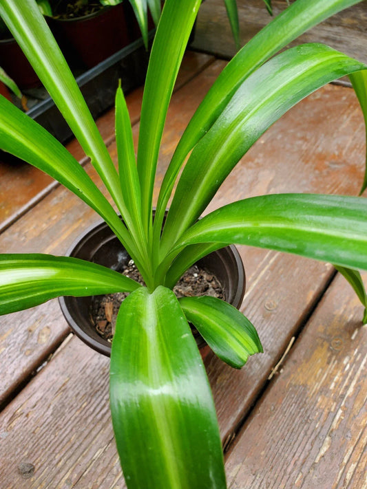 Rooted Airplane Plant in Pot, Solid Green, Live Spider Plant, Chlorophytum comosum, 8"-10" Tall