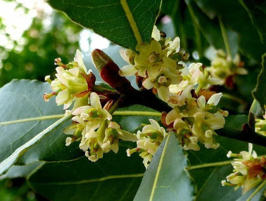 Laurus Nobilis Seeds - 5 Bay Leaf Laurel - Rare Tropical Plant - USA Seller