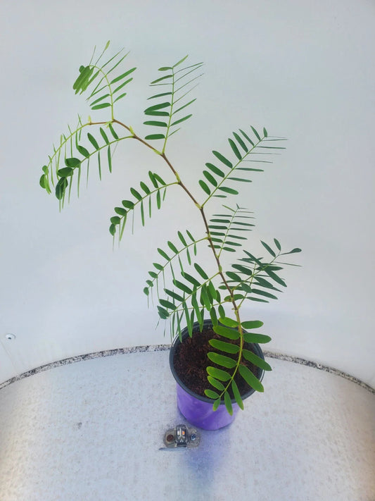 LIVE TAMARIND Plant - Fruit Tree, Tropical Variety - Tamarindus indica by WSS