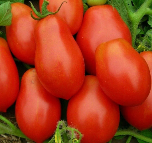 Roma Tomato Seeds 100+ Non-GMO Garden Seeds for Sauce & Salad, Solanum lycopersicum, Free Shipping