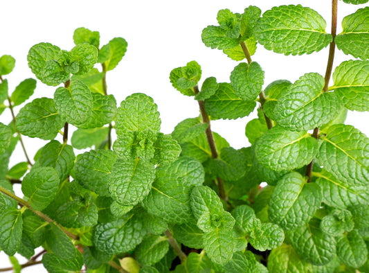 Peppermint Seeds - 400 Count Non-GMO Heirloom Herb - Mentha piperita - Free Shipping