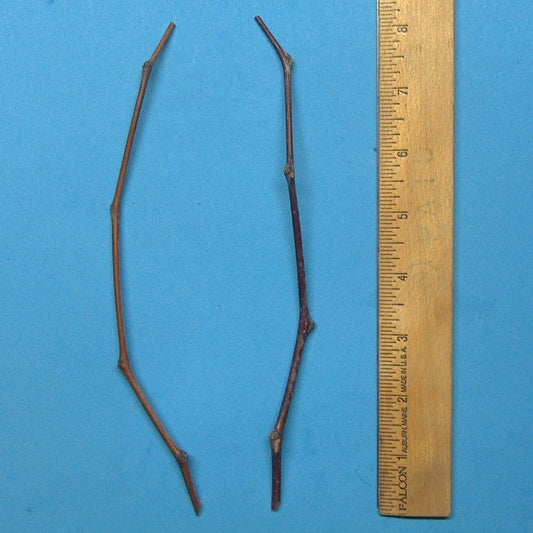 Maya Jujube Tree Cutting 8" Thin Scion Wood for Grafting - Ziziphus jujuba
