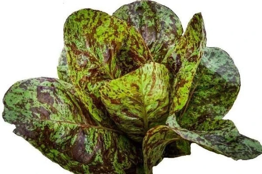 Freckles Romaine Lettuce Seeds - 1000+ Heirloom Organic Non-GMO - Lactuca sativa