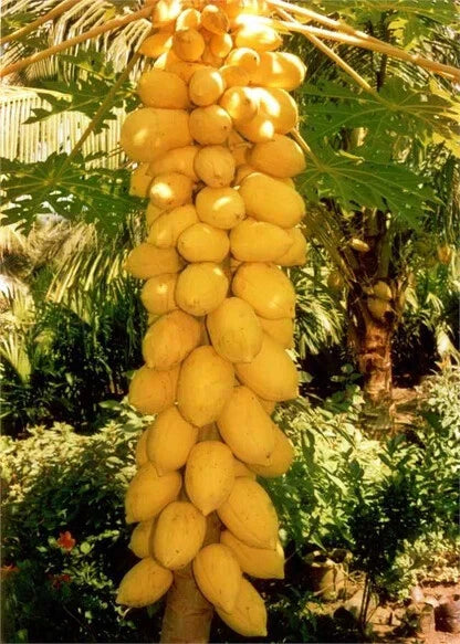 Yellow Mexican Papaya Seeds - 25+ Seeds for Garden Planting - Carica papaya - Fast Shipping USA