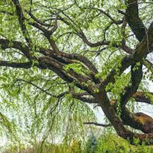 Corkscrew Willow Tree 2-3' Salix matsudana 'Tortuosa' Bare Root Plant - Unique Twisted Branches for Gardens