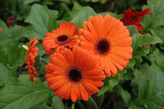Orange Gerbera Daisy Seeds - 200+ Seeds for Garden Planting - Gerbera jamesonii - USA Grown