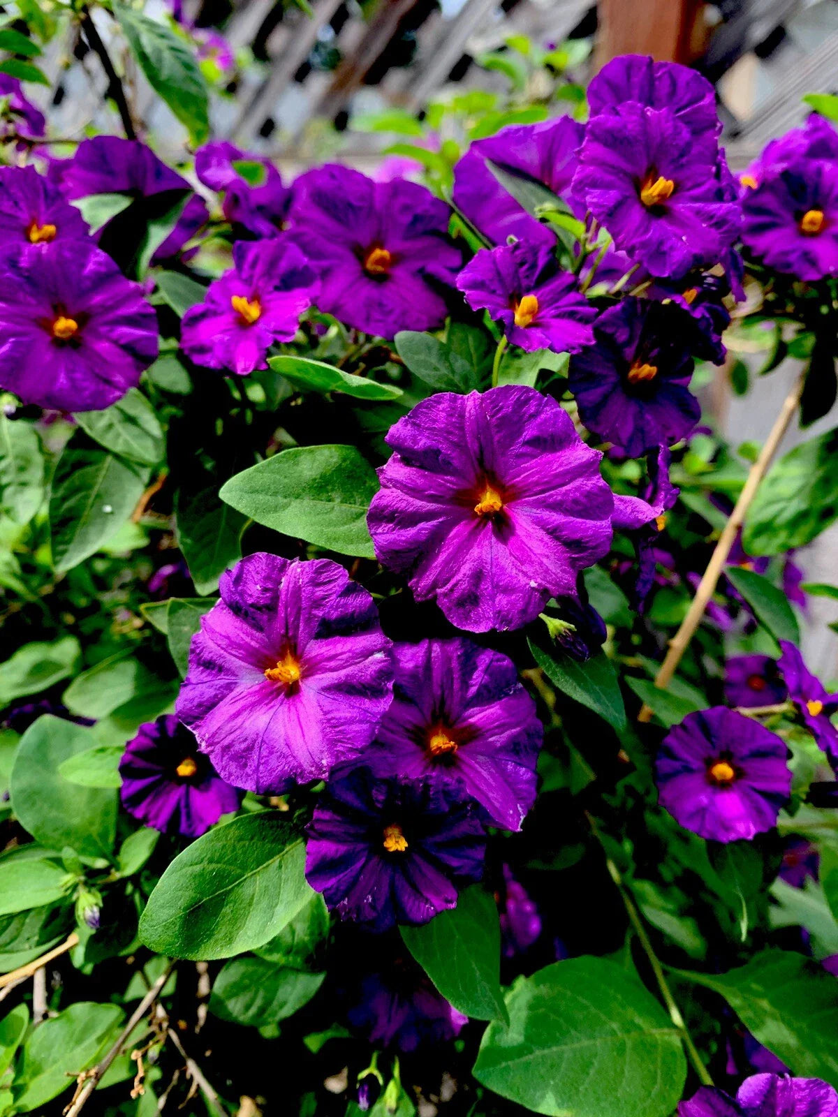 Lycianthes rantonnetii Live Plant, 6” Tall, Kangaroo Apple, Tropical Perennial, Indoor/Outdoor Gardening