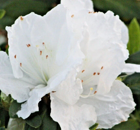 Rhododendron Azalea Snow White 6" Live Flower Plant Bush Shrub - Azalea indica