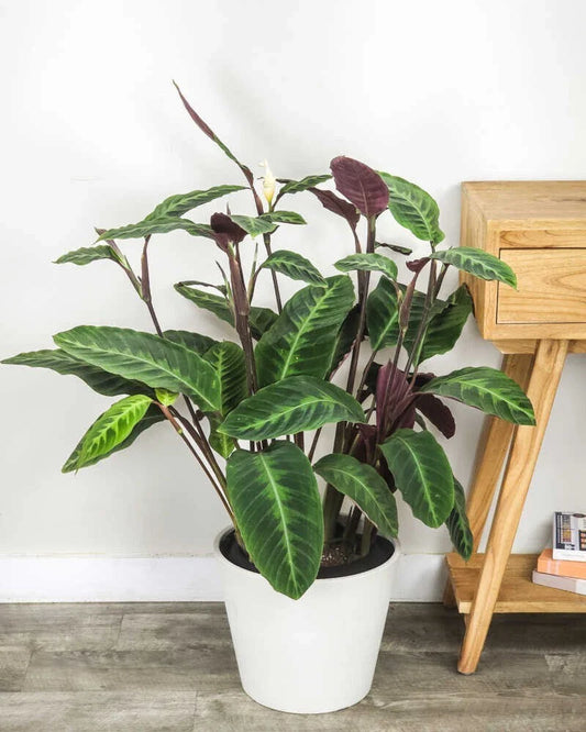 Jungle Velvet Calathea Seeds - 25+ Premium Seeds for Garden Planting - Maranta leuconeura - USA - Free Shipping