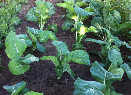 Kale Seeds 100 Count Packet - Premier Early Variety, Tender, Overwinter - Brassica oleracea