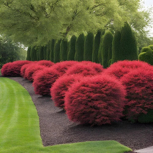 Dwarf Burning Bush Live Plant - Well Rooted 1-3 Year Shrub - Euonymus Alatus