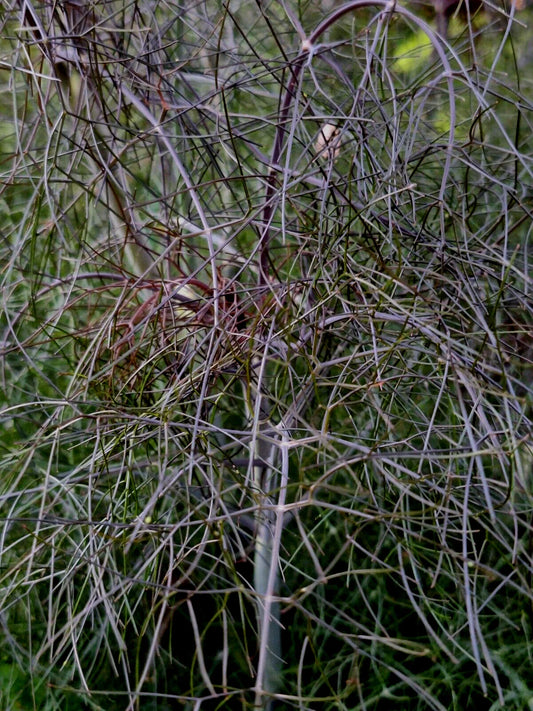 Bronze Fennel Seeds 100 Count, Dark-Purple Foliage, Yellow Flowers, Licorice Flavor, Foeniculum vulgare 'Purpureum'