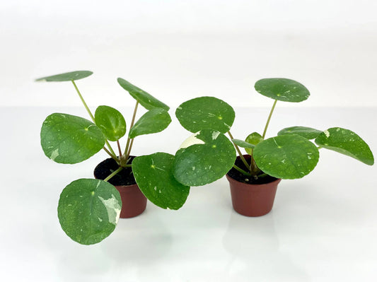 Variegated Pilea Plants - 2" Pots - 'White Splash' - Pilea peperomioides Starter Plants