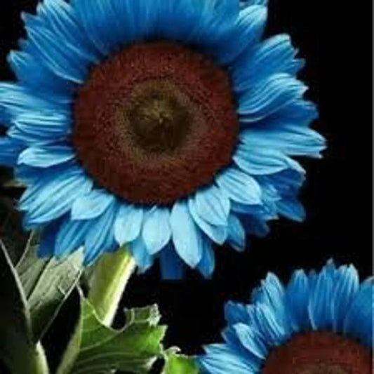 Midnight Oil Blue Sunflower - 50 Seeds for Garden Planting, Colorful Annuals (Helianthus annuus)