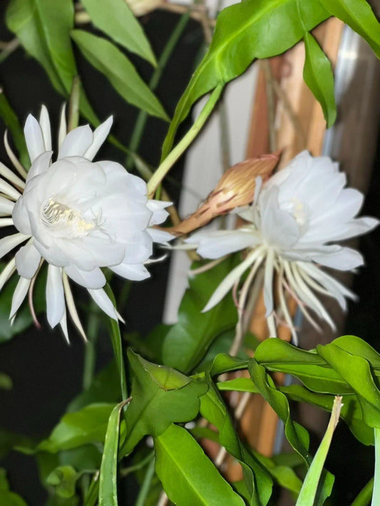 Queen of the Night Cactus Cutting - Unrooted Epithelium Plant with 3 Leaves - Unique Indoor Plant Decor
