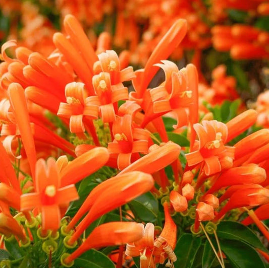 Live Orange Trumpet Vine Starter Plants Set of 2 - Bare Root - Campsis radicans - 8-16" Tall